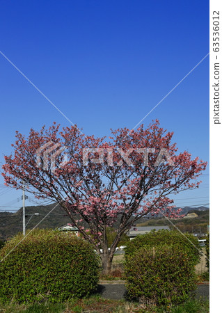 陽光櫻花 陽光櫻花 63536012