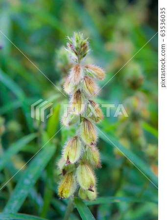 It is a photograph of raccoon bean flowers and fruits with unusual names and shapes. There is something like downy hair. You can feel the cuteness. It is a photograph of raccoon bean flowers and fruits with unusual names and shapes. There is something like downy hair. You can feel the cuteness. 63536035