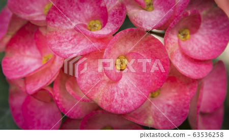 Euphorbia milli or Crown of thorns flower 63536258