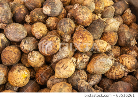 Dry raw areca nut or betel nut Dry raw areca nut or betel nut 63536261
