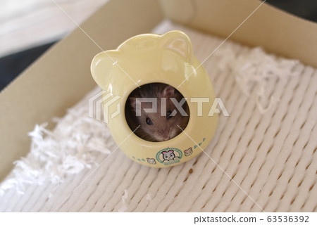 Preparing for shooting 63536392