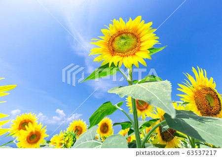 Sunflower and blue sky 63537217