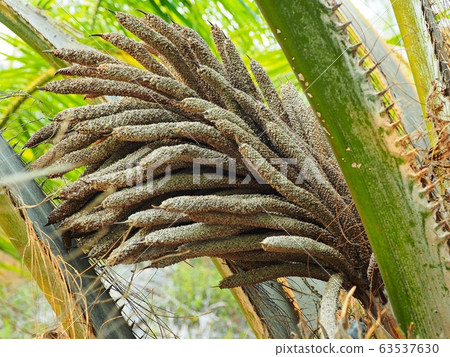 Male inflorescence of oil palm close up. Oil palm flower. 63537630