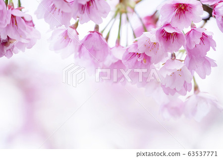 Sakura Up Sakura Up 63537771