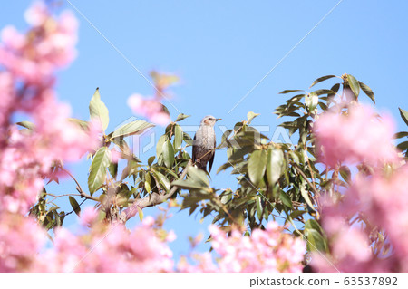 Bulbul at Utsunomiya Castle Ruins Park 63537892