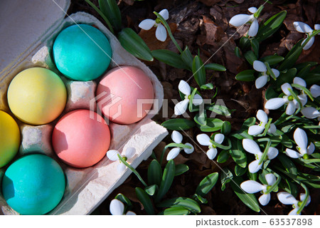 Tray with Easter colorful eggs on the grass next to blooming snowdrops in the spring forest. 63537898