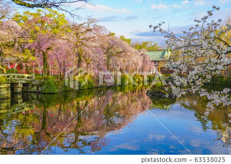 [Shizuoka Prefecture] Mishima Taisha Sakura 63538025