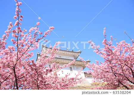 Kawazu Sakura Utsunomiya Castle Ruins Park Kawazu Sakura Utsunomiya Castle Ruins Park 63538204