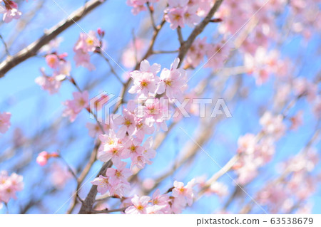 櫻花 櫻花 63538679