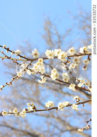 To木縣梅梅市 To木縣梅梅市 63538732