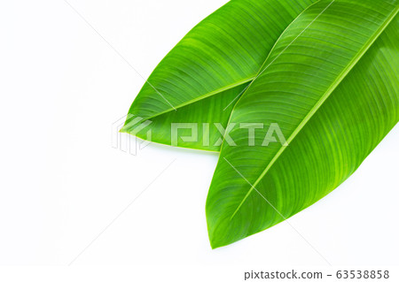 Heliconia leaves on white background. Heliconia leaves on white background. 63538858