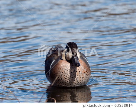 Tomoegamo Tomoegamo 63538914