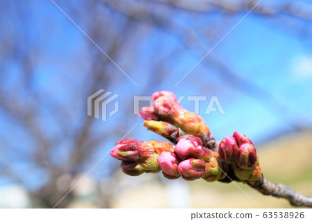 Sakura's bud Sakura's bud 63538926