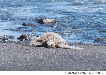 Sea turtle sunbathing on the Punaluu black sand beach ♪ Sea turtle sunbathing on the Punaluu black sand beach ♪ 63539042