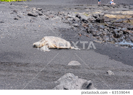 Sea turtle sunbathing on the Punaluu black sand beach ♪ 63539044