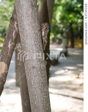 Tsukutsukuboushi and Abrasemi 63539109