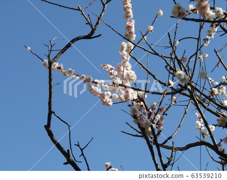 Beautiful white flowers are plum blossoms 63539210