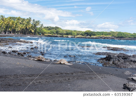 Sea turtle sunbathing at Punaluu black sand beach ♪ 63539367