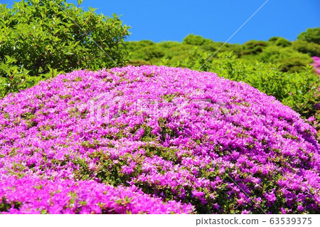 Miyazaki Kirishima blooming in the Koju mountains in Oita Prefecture 63539375