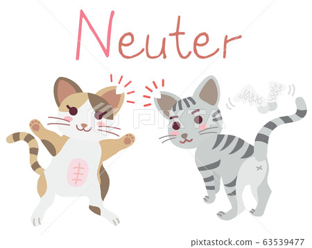 Illustration of the regional cat TNR Neuter 63539477
