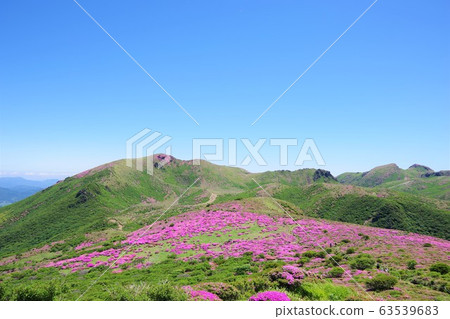 美山霧島盛開的大分縣大垣縣花和星部山 美山霧島盛開的大分縣大垣縣花和星部山 63539683