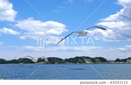 在海上的海貓飛行 63541115