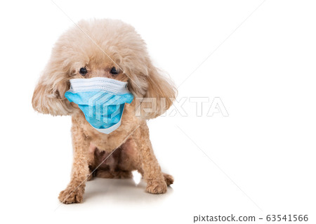 Pet dog poodle with face mask  to protect against flu virus  63541566