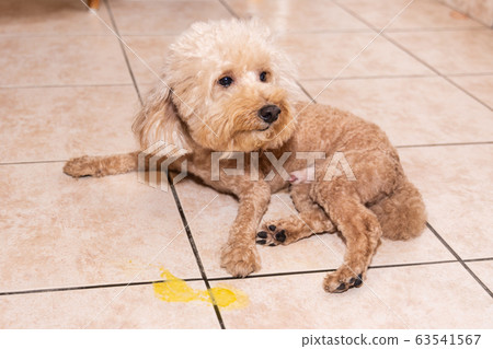 Toy poodle dog vomits yellow substance suspected to be bile, onto floor 63541567