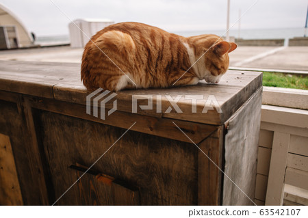 The red-white cat lies curled up on a wooden platform. You can see the cat's nose. 63542107