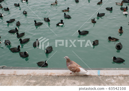 A pigeon stands on a concrete shore amid ducks floating in the water A pigeon stands on a concrete shore amid ducks floating in the water 63542108