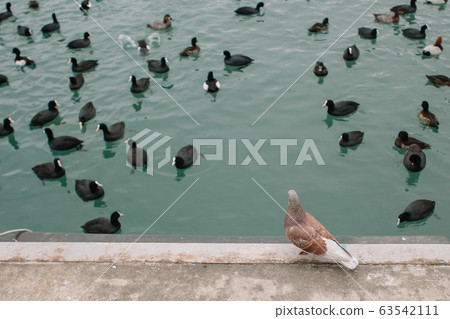 A pigeon stands on a concrete shore amid ducks floating in the water A pigeon stands on a concrete shore amid ducks floating in the water 63542111