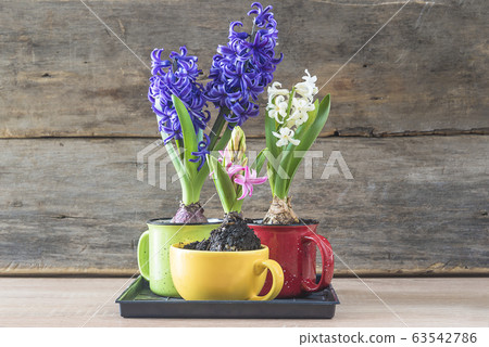 Blue, white and pink hyacinths flowers in cups on 63542786