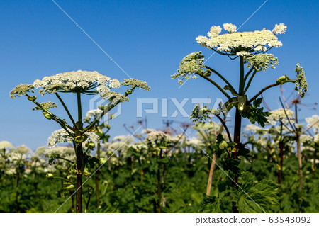 two flowering plants cow parsnip Sosnowski behind a lot of flowers and the sky two flowering plants cow parsnip Sosnowski behind a lot of flowers and the sky 63543092
