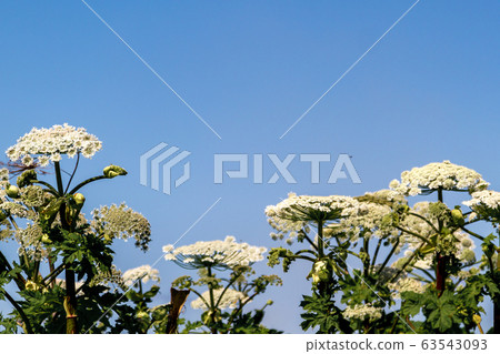Sosnovsky cow parsnip on sky background 63543093