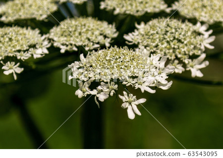 flowering plant cow parsnip Sosnowski sosnowskyi close-up on a green background flowering plant cow parsnip Sosnowski sosnowskyi close-up on a green background 63543095