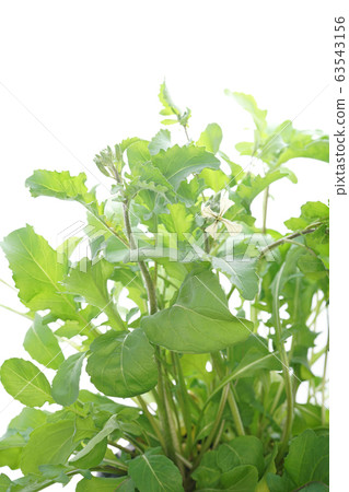 arugula  63543156