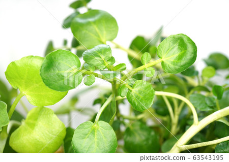 Watercress 63543195