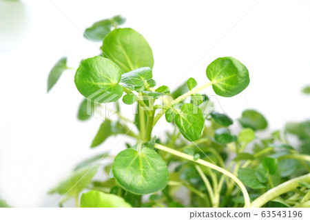 Watercress 63543196