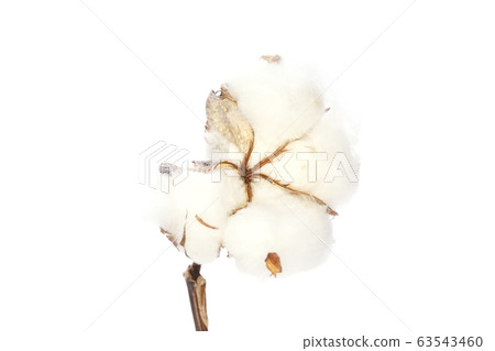 Cotton Cotton 63543460