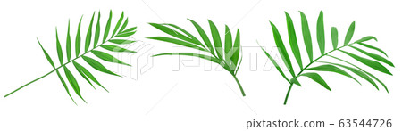Green leaves of palm tree isolated on white background with clipping path. Set or collection 63544726