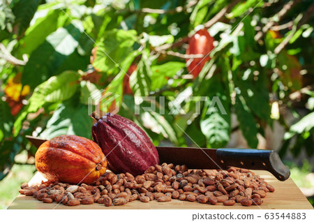 Cacao harvesting in farm theme Cacao harvesting in farm theme 63544883