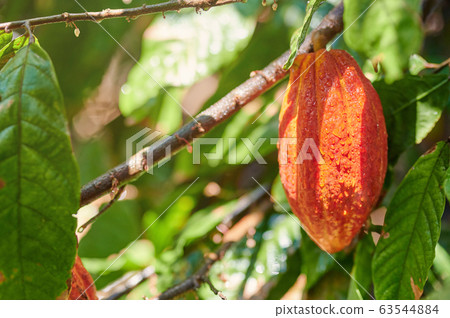 Wet fresh cacao pod Wet fresh cacao pod 63544884
