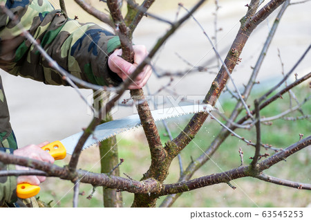 Spring pruning of trees.  Orchard care 63545253