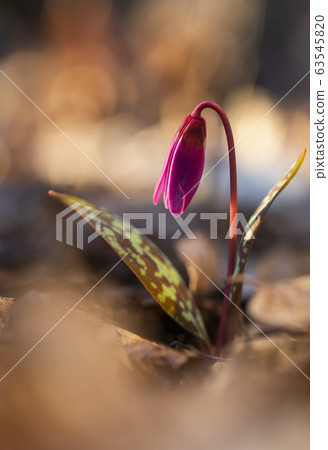 erythronium dens-canis or the dog's-tooth-violet 63545820