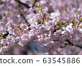 Kawazu cherry tree 63545886