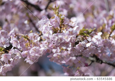 Kawazu cherry tree Kawazu cherry tree 63545886