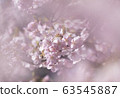 Kawazu cherry tree 63545887