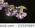 Kawazu cherry tree 63545889