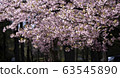 Kawazu cherry tree 63545890