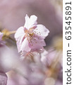 Kawazu cherry tree 63545891